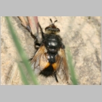 Nowickia ferox - Raupenfliege 01b.jpg